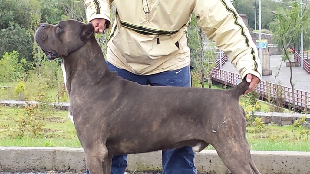 Dandy Canecorso México