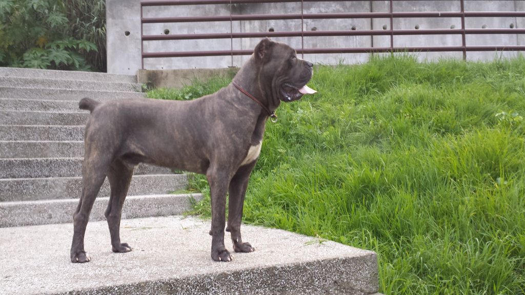Dandy Canecorso México