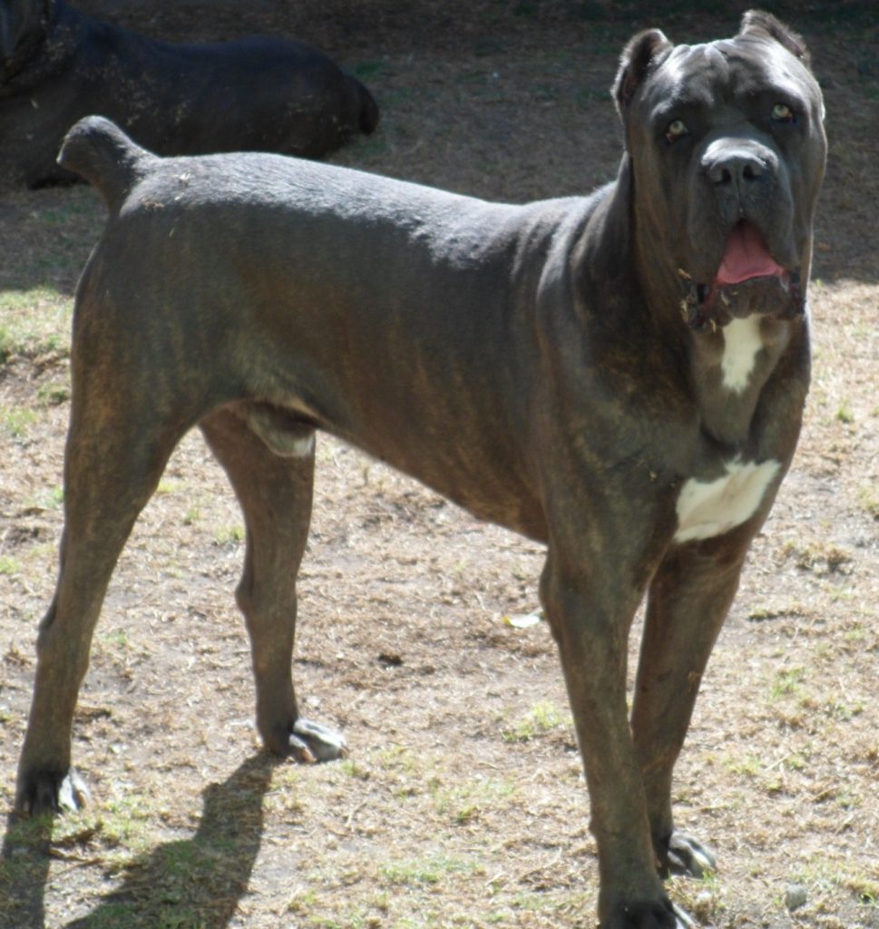 Dandy Canecorso México