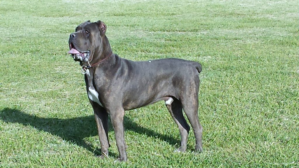 Dandy Canecorso México