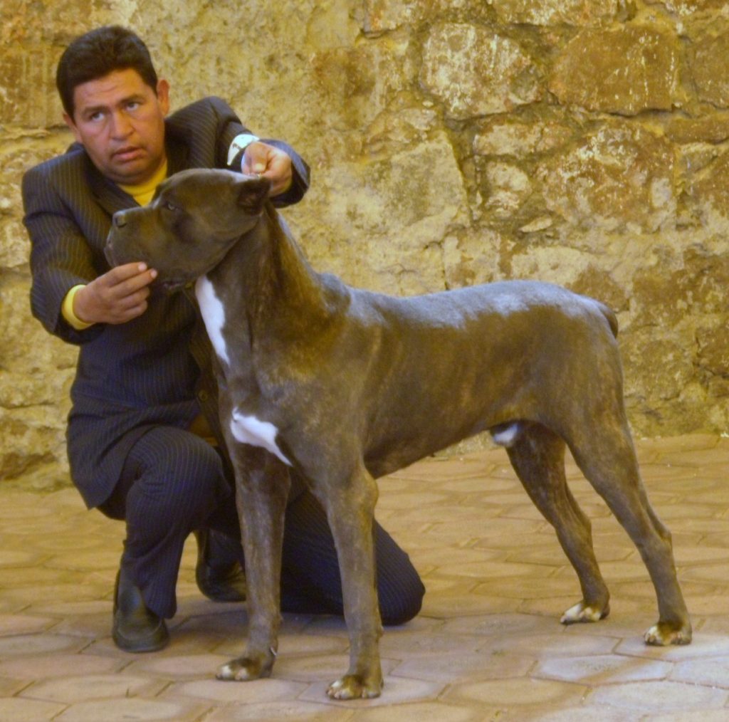 Dandy Canecorso México