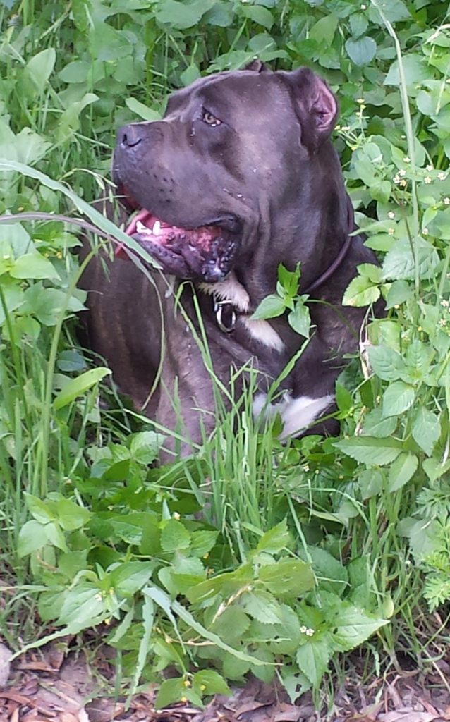 Dandy Canecorso México